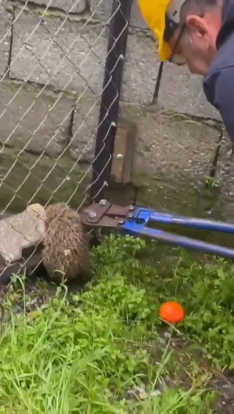 Tel örgüye sıkışıp, mahsur kalan kirpi kurtarıldı
