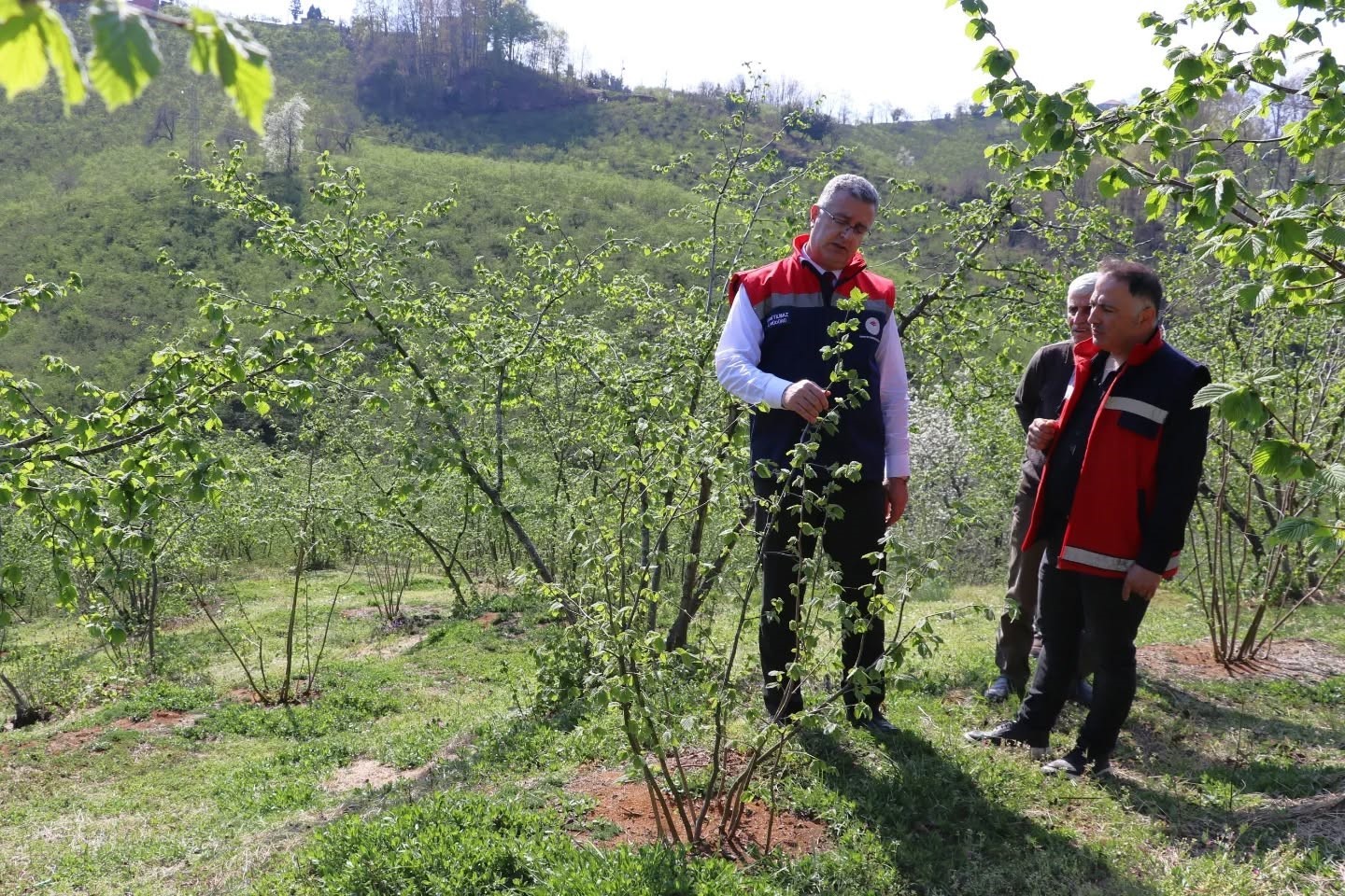 Teraslı fındık bahçeleri verimi artırdı, üretici memnuniyeti yükseldi
