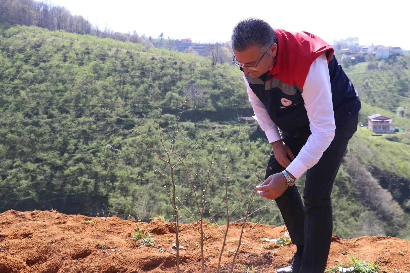Teraslı fındık bahçeleri verimi artırdı, üretici memnuniyeti yükseldi
