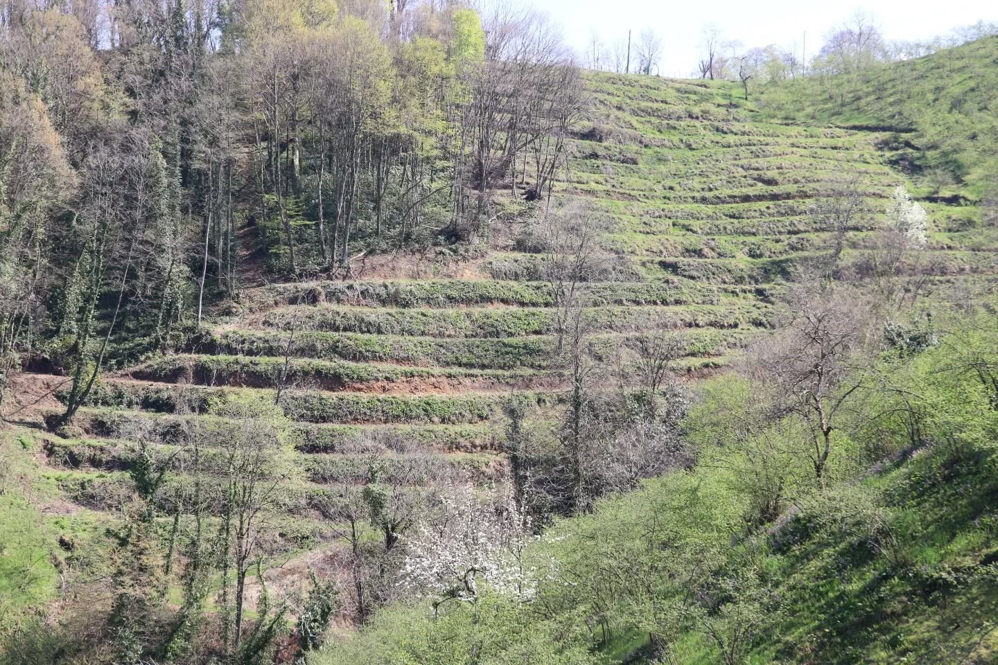 Teraslı fındık bahçeleri verimi artırdı, üretici memnuniyeti yükseldi
