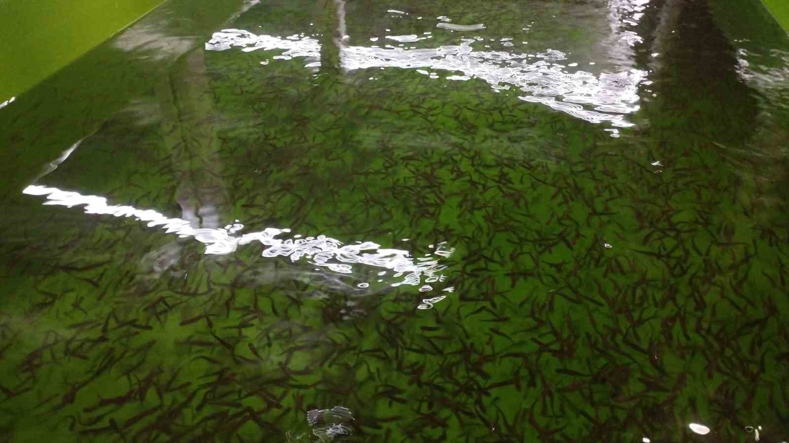 Tercan’da alabalık üretim tesisine denetim
