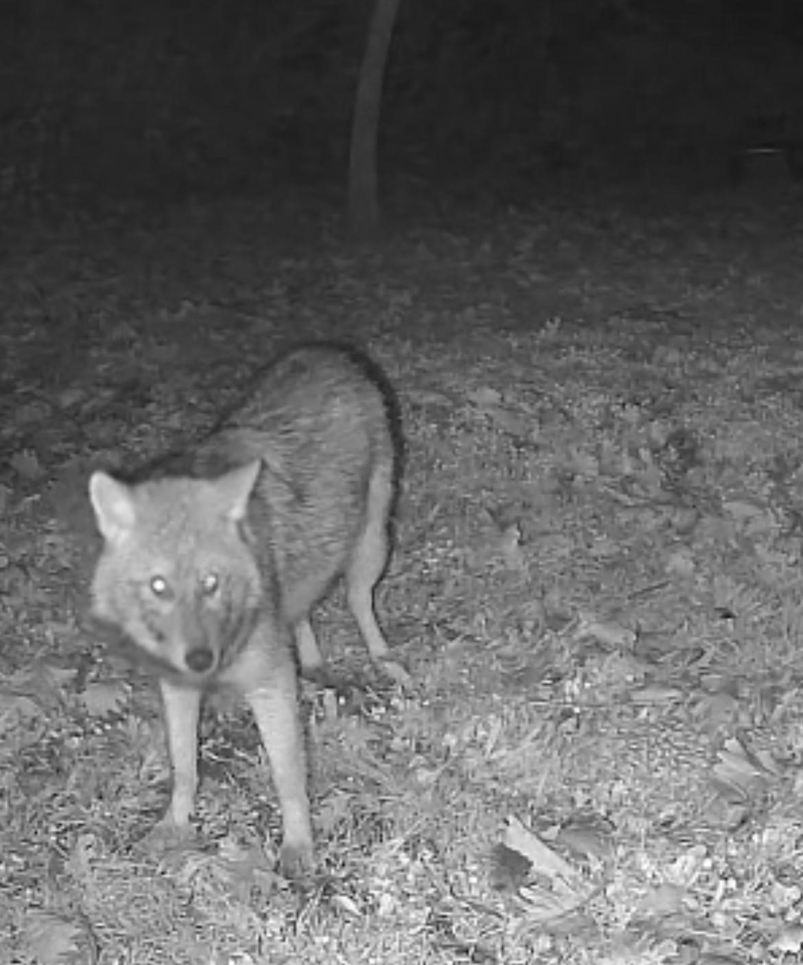 Terkos Gölü kıyısında gece sürprizi: Karavan kampçısının kamerasına kurt yansıdı

