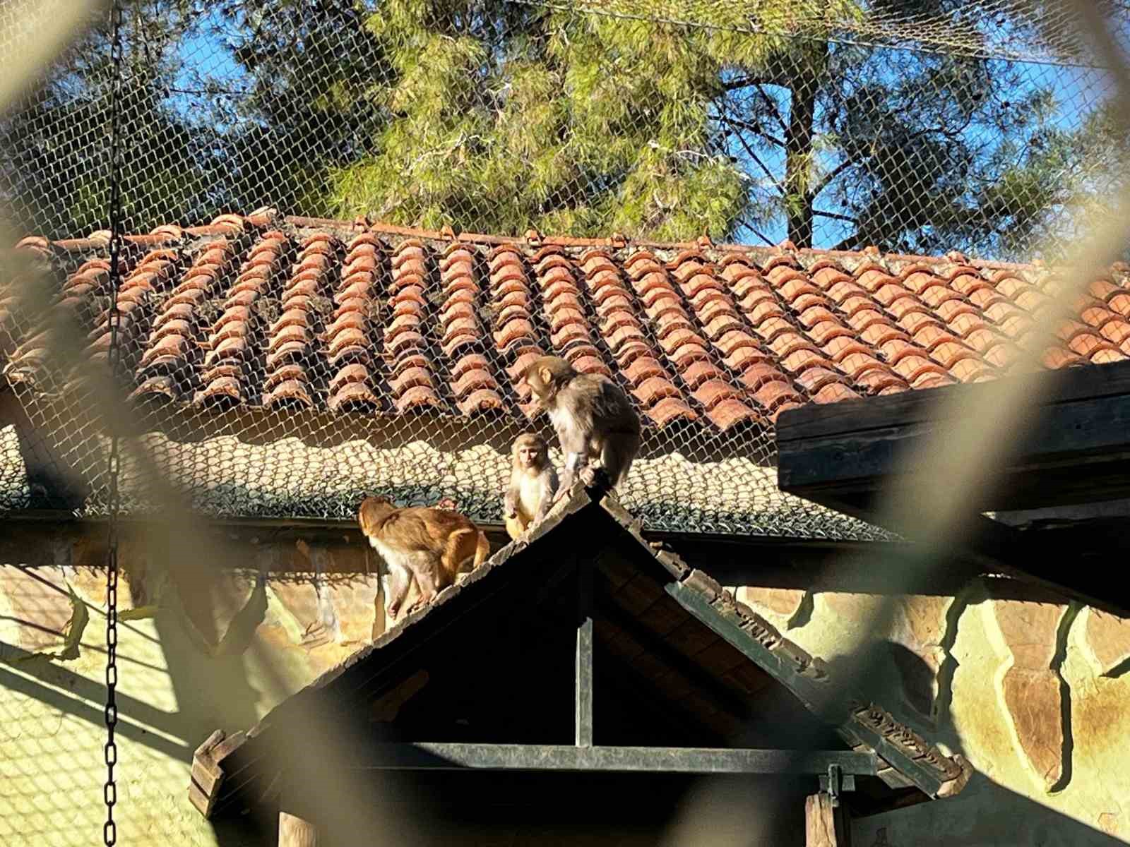 Terminalde koli içinde yakalanan yavru maymunun ’Fıstık’ gibi hayatı oldu
Terminalde koli içinde yakalanan yavru maymunun ’Fıstık’ gibi hayatı oldu