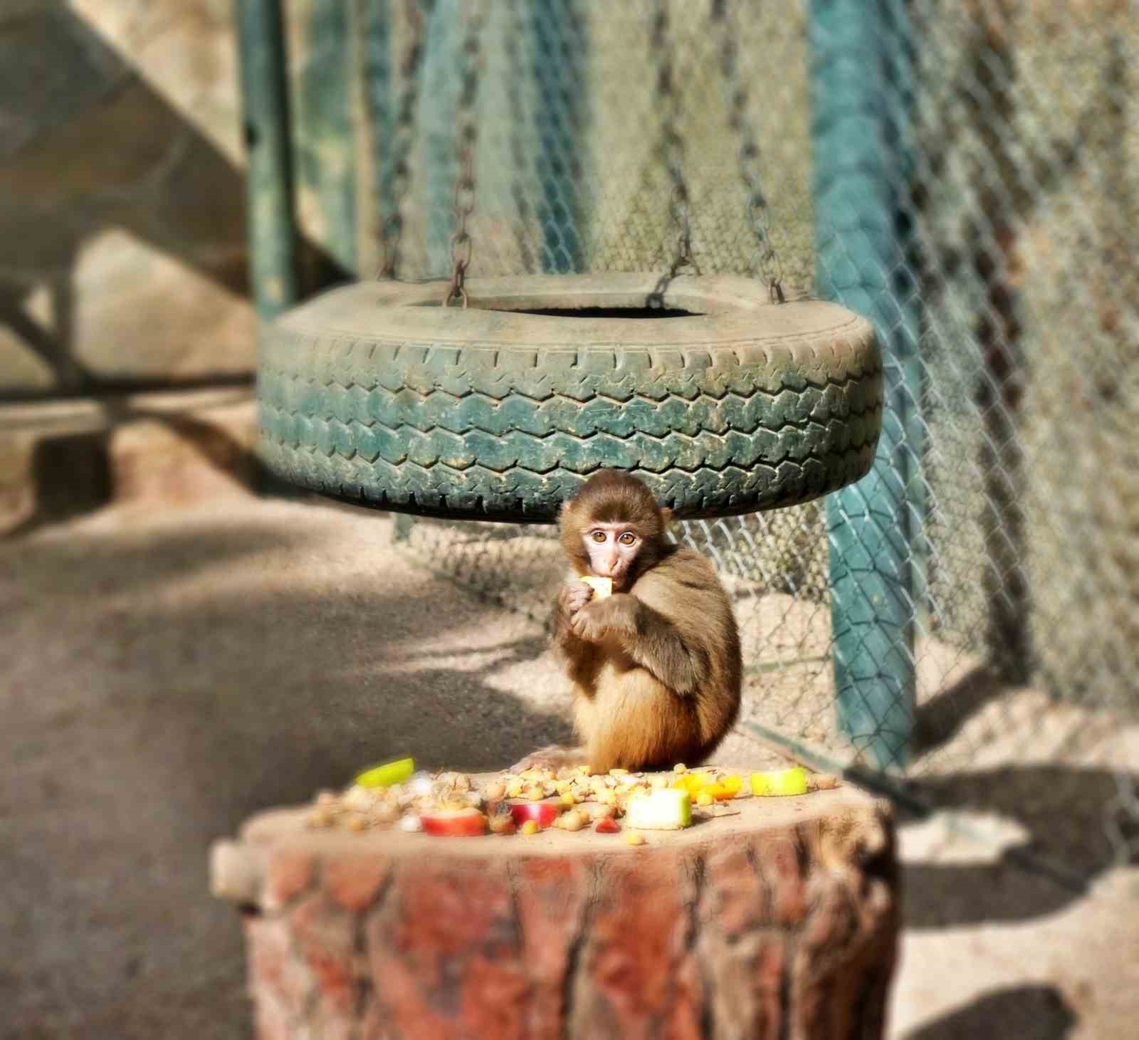 Terminalde koli içinde yakalanan yavru maymunun ’Fıstık’ gibi hayatı oldu
Terminalde koli içinde yakalanan yavru maymunun ’Fıstık’ gibi hayatı oldu