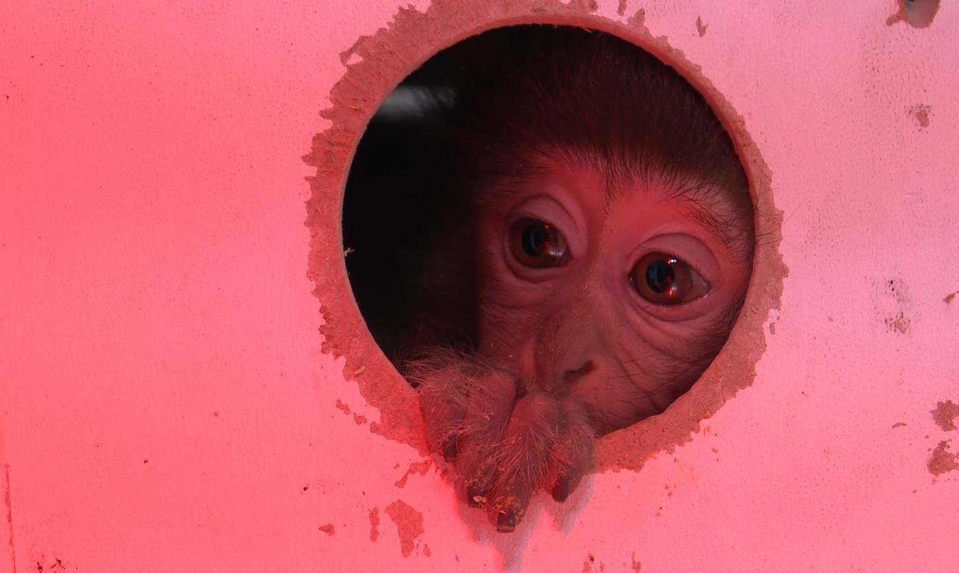 Terminalde koli içinde yakalanan yavru maymunun ’Fıstık’ gibi hayatı oldu
Terminalde koli içinde yakalanan yavru maymunun ’Fıstık’ gibi hayatı oldu