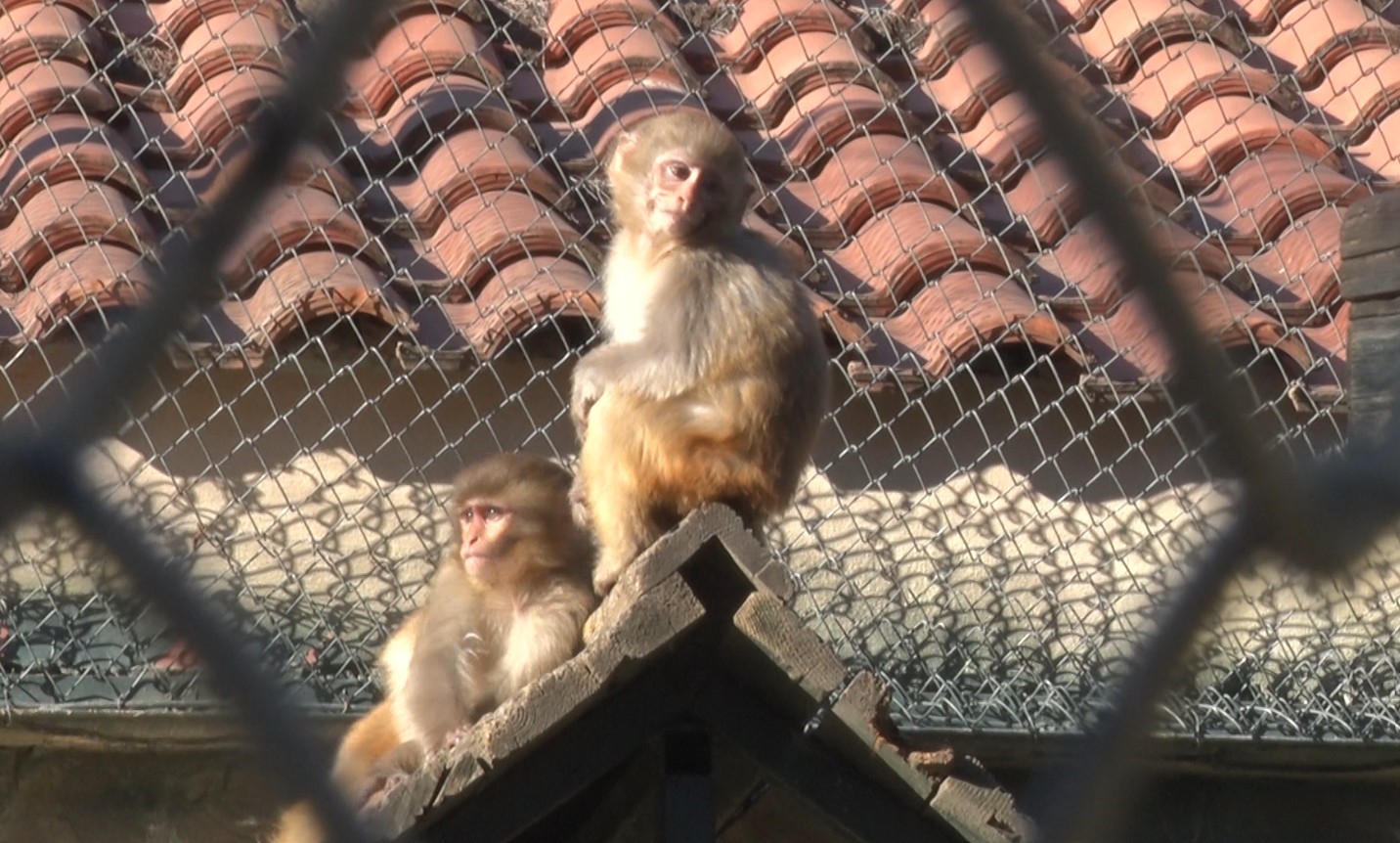 Terminalde koli içinde yakalanan yavru maymunun ’Fıstık’ gibi hayatı oldu
Terminalde koli içinde yakalanan yavru maymunun ’Fıstık’ gibi hayatı oldu