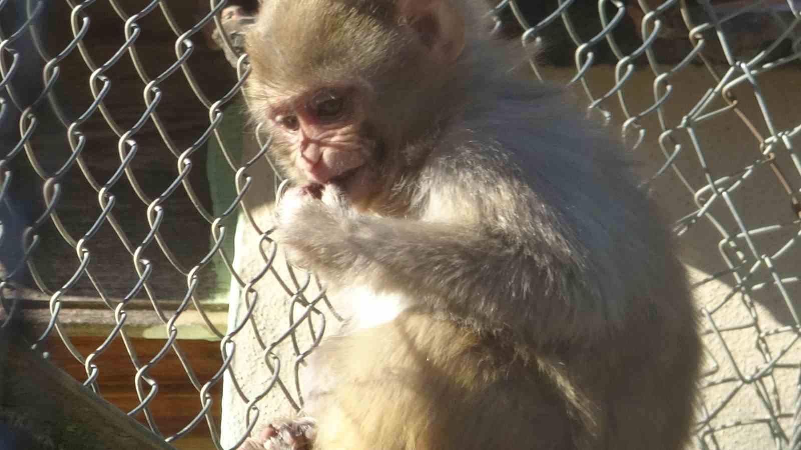 Terminalde koli içinde yakalanan yavru maymunun ’Fıstık’ gibi hayatı oldu
Terminalde koli içinde yakalanan yavru maymunun ’Fıstık’ gibi hayatı oldu