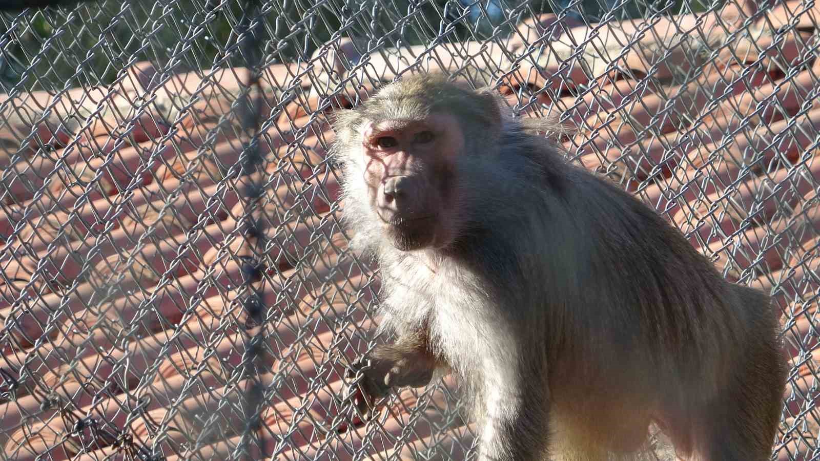 Terminalde koli içinde yakalanan yavru maymunun ’Fıstık’ gibi hayatı oldu
Terminalde koli içinde yakalanan yavru maymunun ’Fıstık’ gibi hayatı oldu