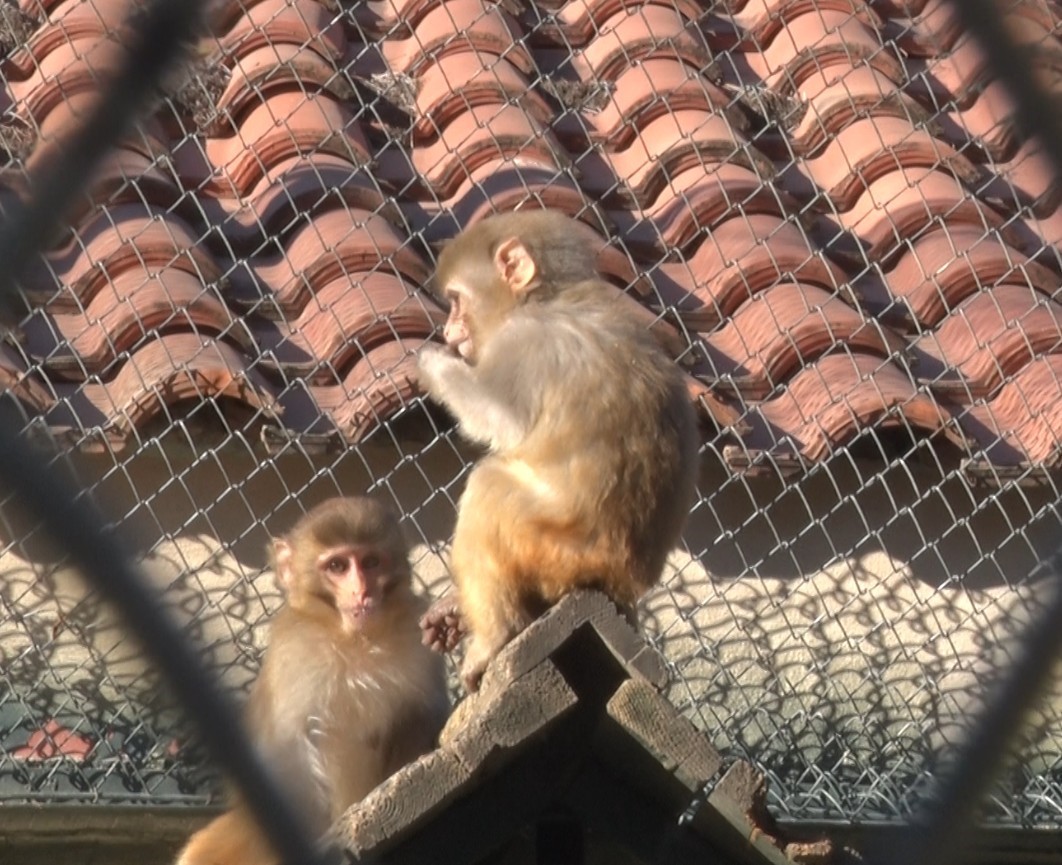 Terminalde koli içinde yakalanan yavru maymunun ’Fıstık’ gibi hayatı oldu
Terminalde koli içinde yakalanan yavru maymunun ’Fıstık’ gibi hayatı oldu