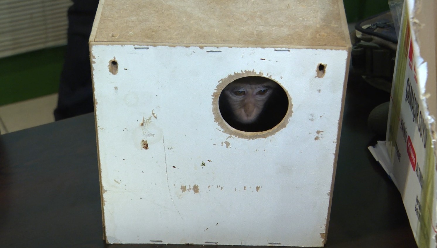 Terminalde koli içinde yakalanan yavru maymunun ’Fıstık’ gibi hayatı oldu
Terminalde koli içinde yakalanan yavru maymunun ’Fıstık’ gibi hayatı oldu