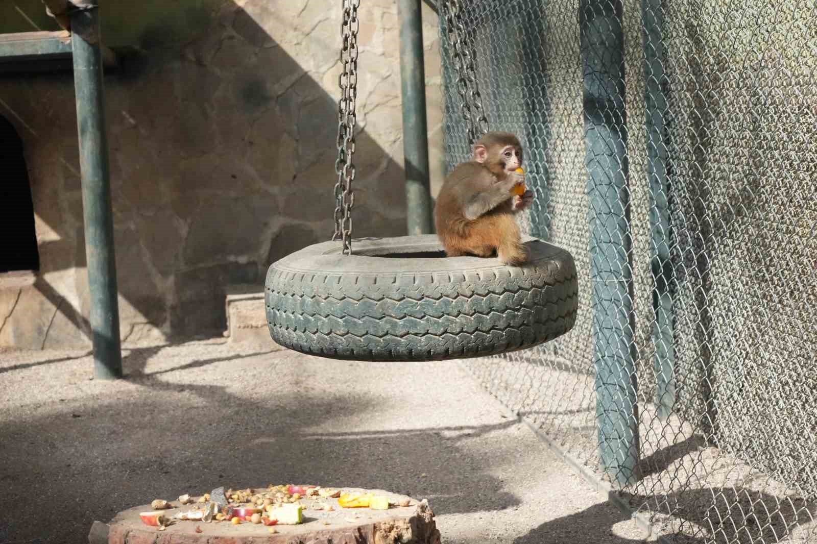 Terminalde koli içinde yakalanan yavru maymunun ’Fıstık’ gibi hayatı oldu
Terminalde koli içinde yakalanan yavru maymunun ’Fıstık’ gibi hayatı oldu