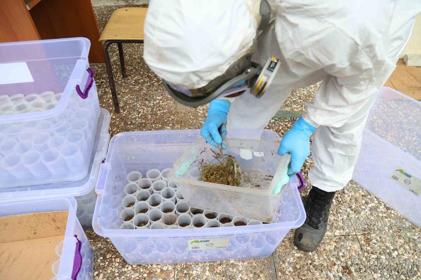 Terminatör böcekler iş başında
