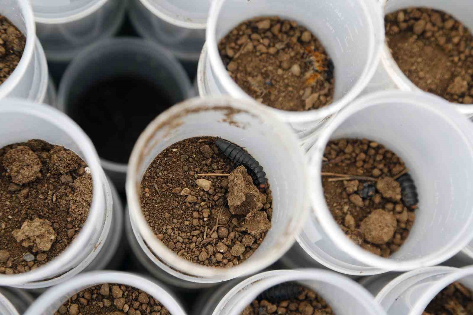 Terminatör böcekler iş başında
