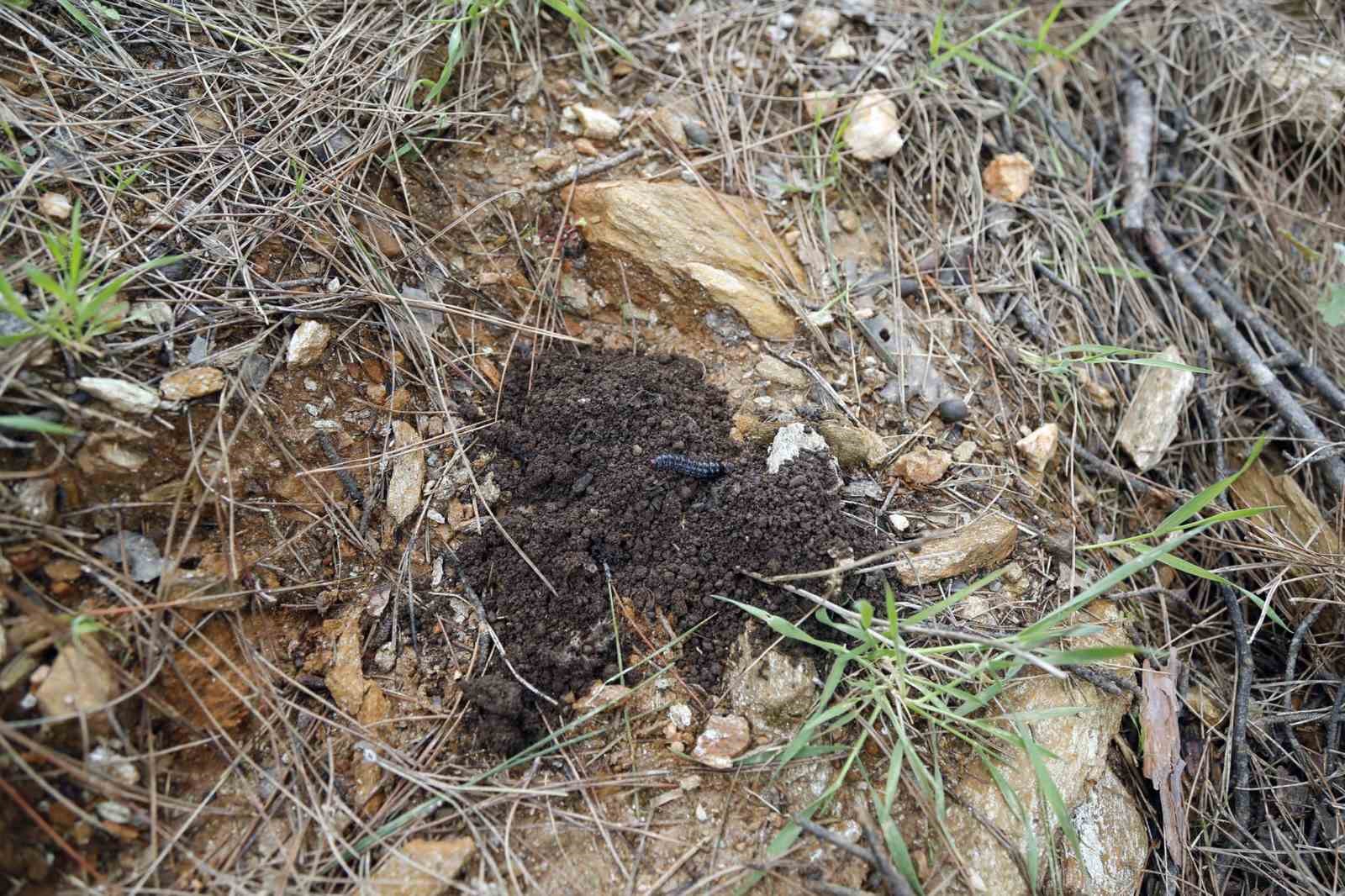 Terminatör böcekler iş başında
