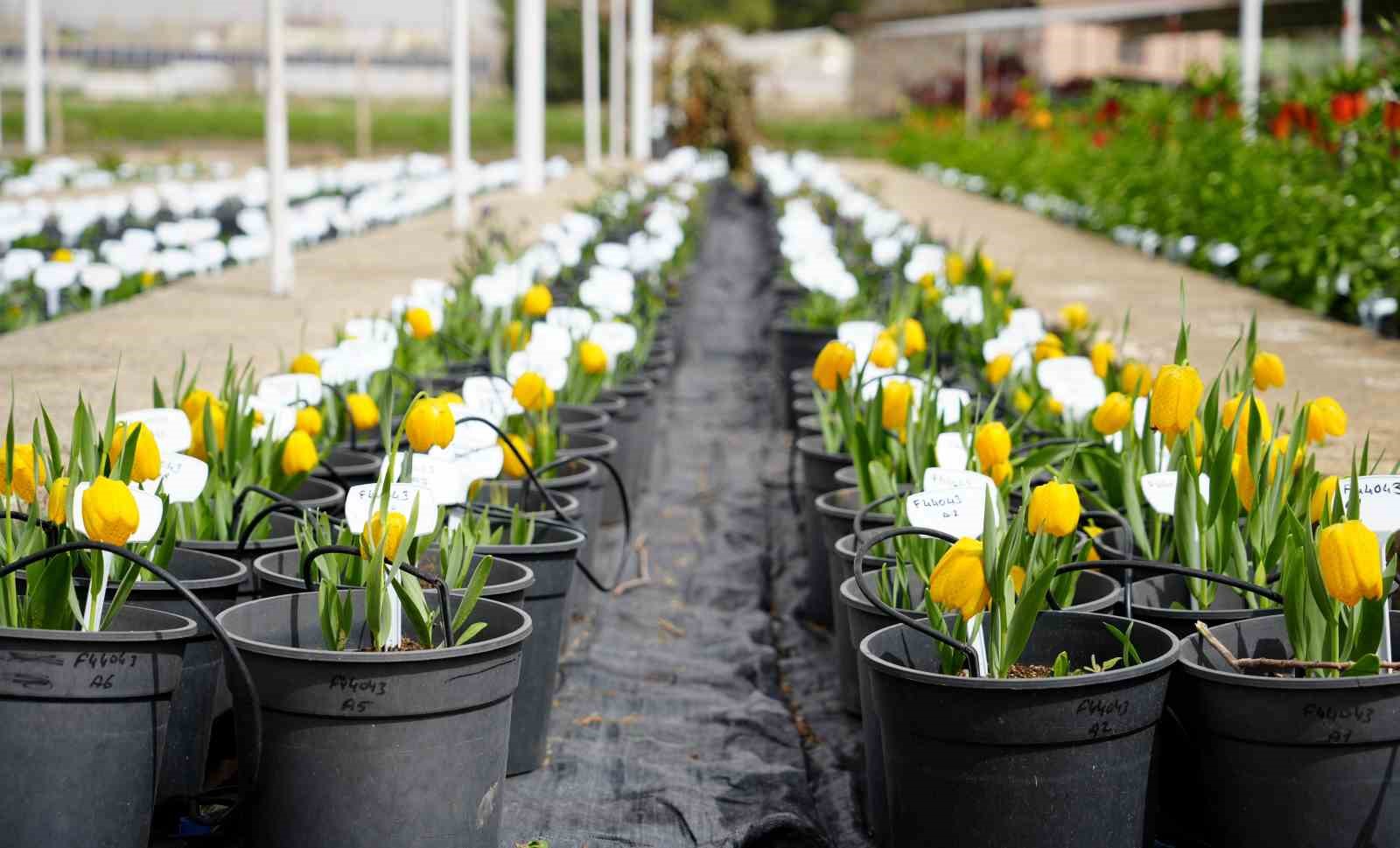 Ters laleyi koparmanın cezası 700 bin lira: Yılda sadece 20 gün yaşıyor
