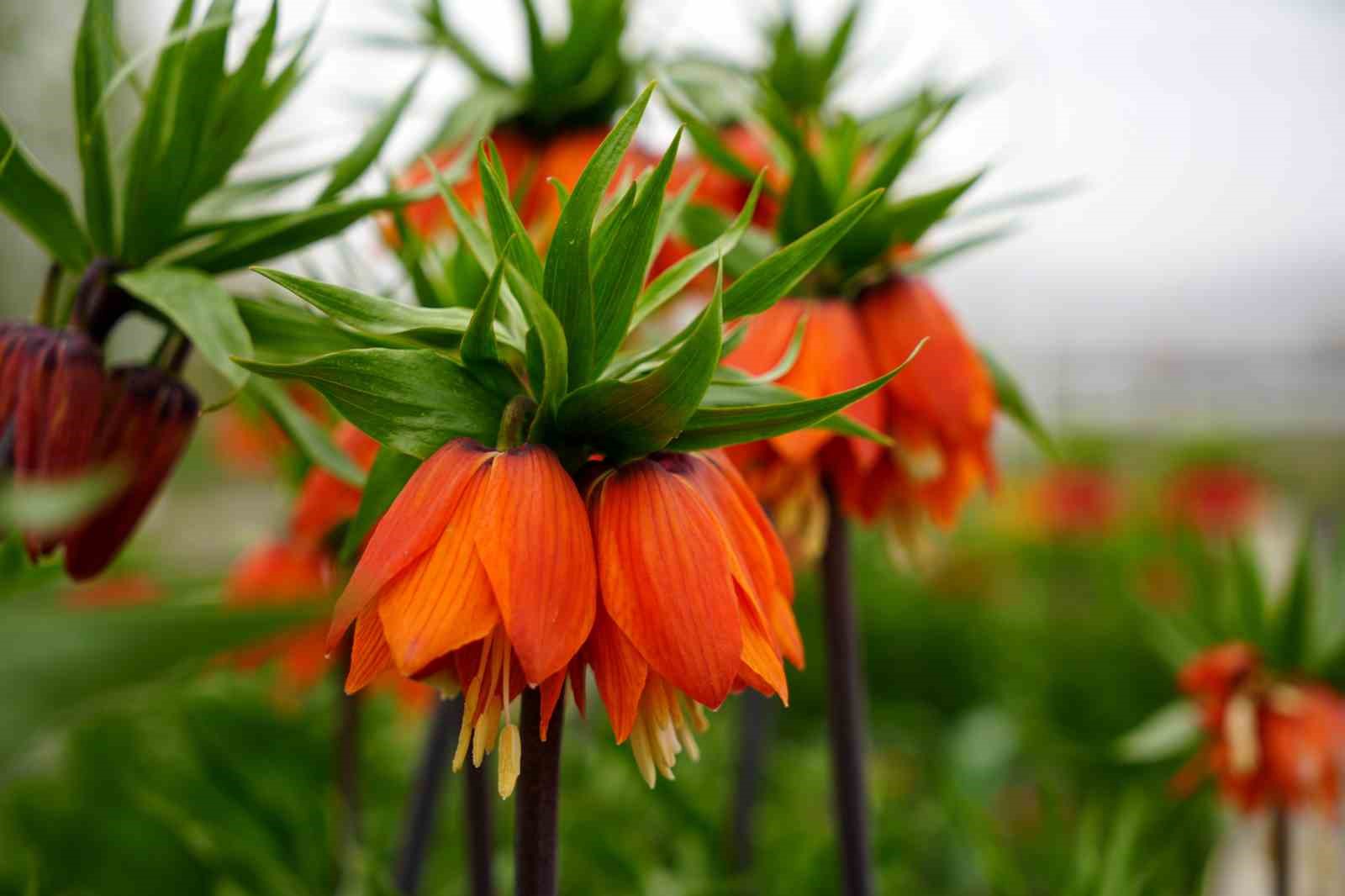 Ters laleyi koparmanın cezası 700 bin lira: Yılda sadece 20 gün yaşıyor
