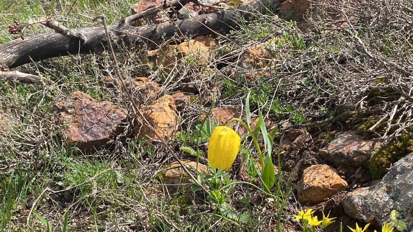 Ters laleyi koparmanın cezası 700 bin TL
