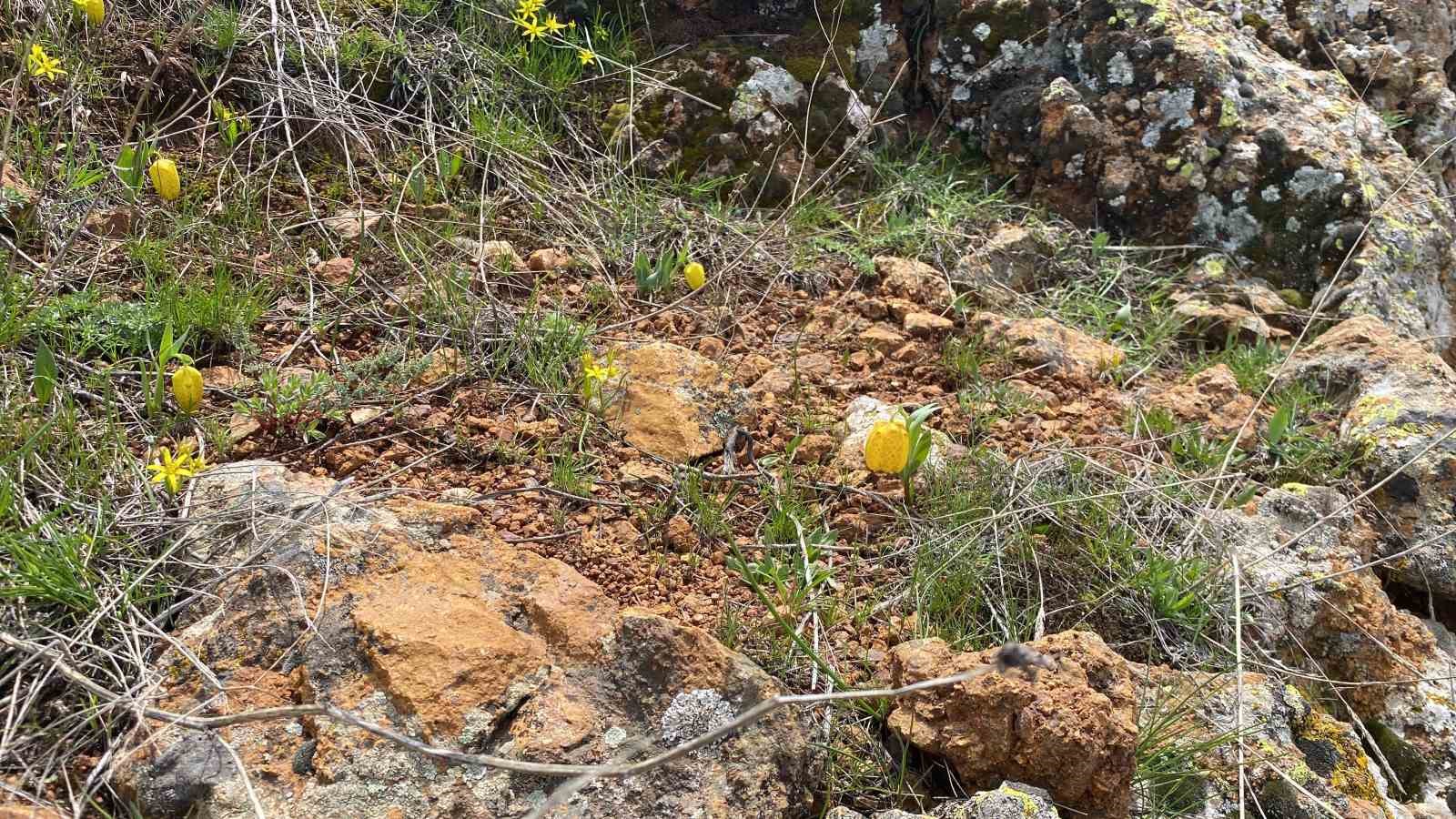 Ters laleyi koparmanın cezası 700 bin TL
