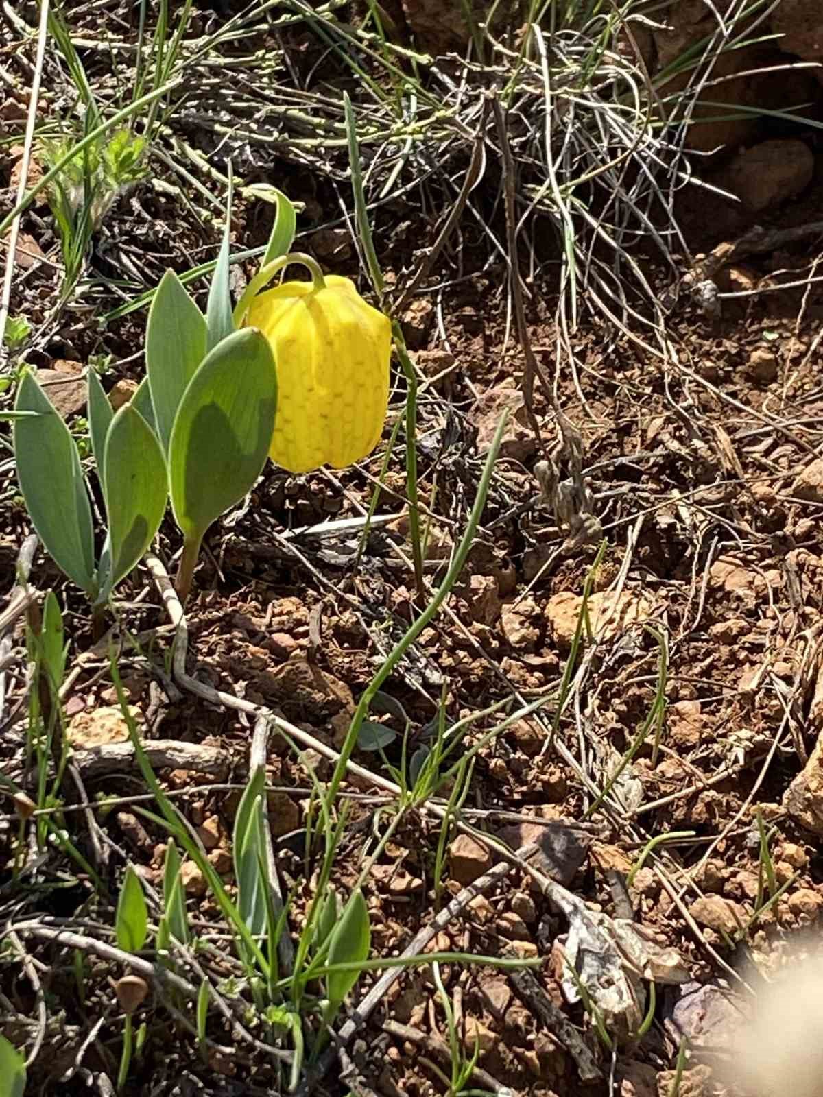 Ters laleyi koparmanın cezası 700 bin TL
