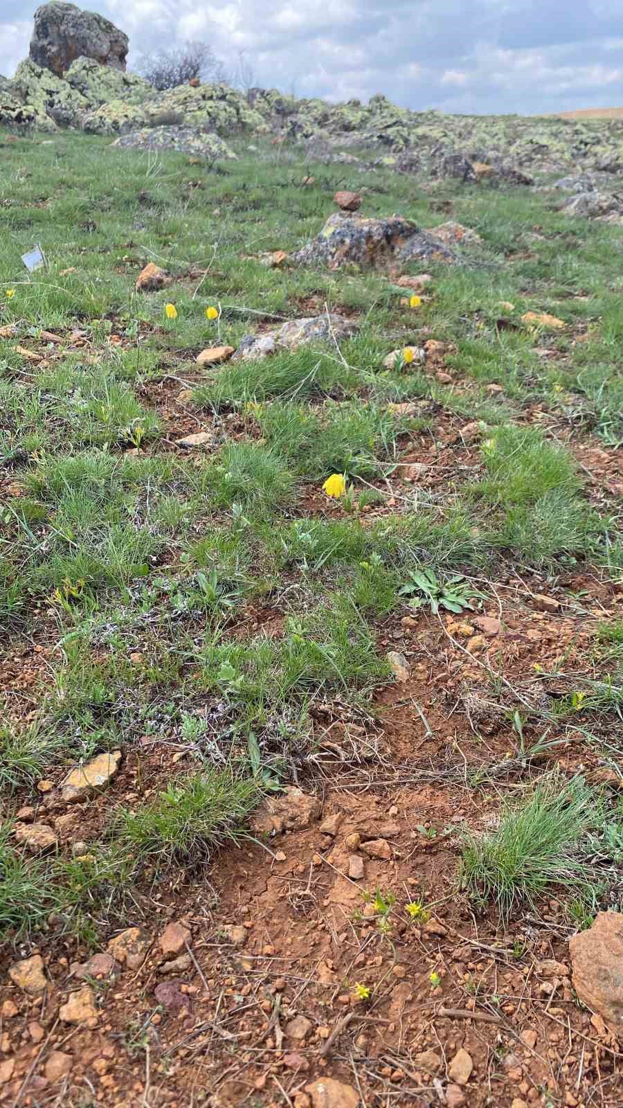 Ters laleyi koparmanın cezası 700 bin TL
