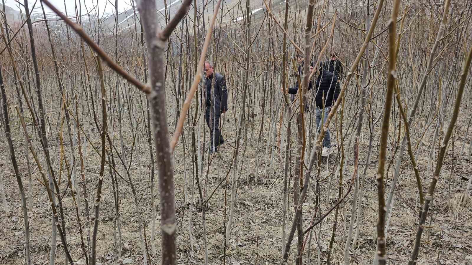 Tescilli Adilcevaz ceviz fidanı satışa sunuldu

