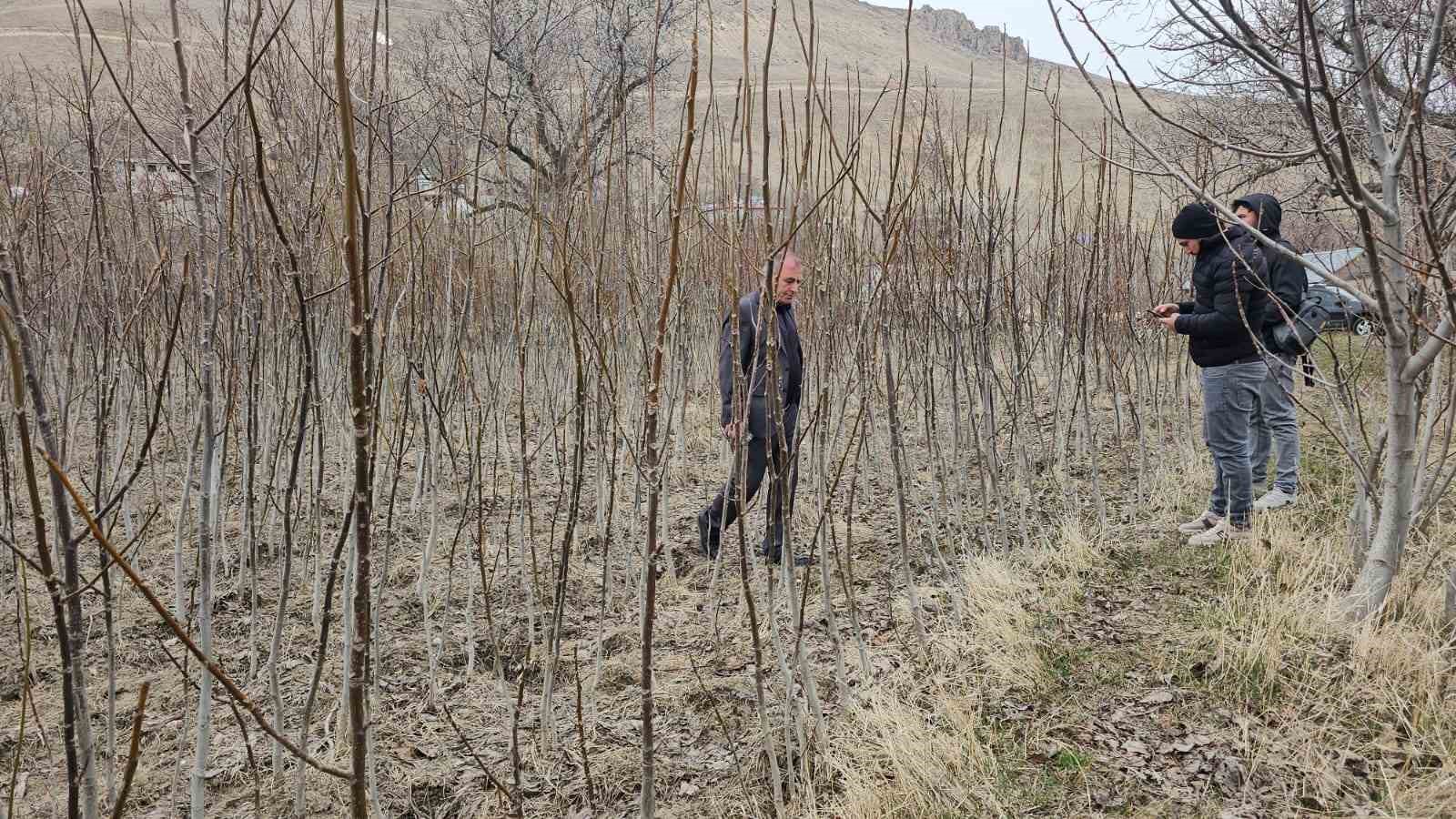 Tescilli Adilcevaz ceviz fidanı satışa sunuldu
