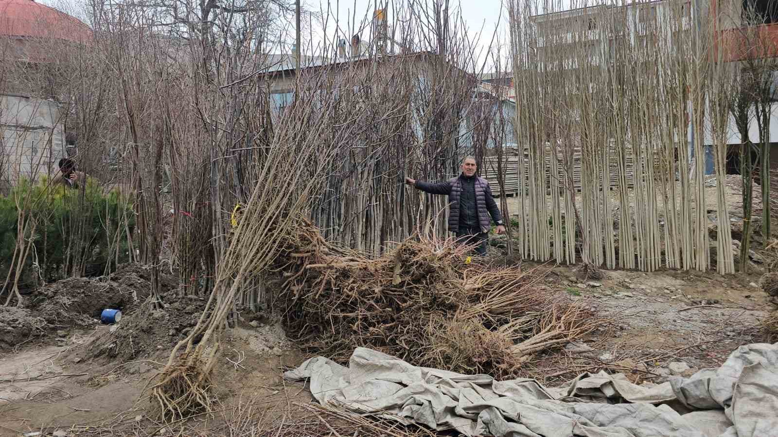 Tescilli Adilcevaz ceviz fidanı satışa sunuldu
