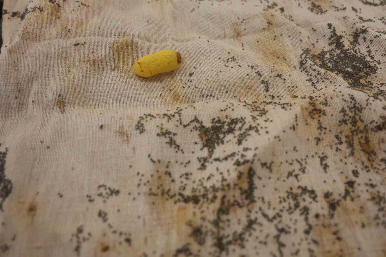 Tescilli ’Hatay Sarısı’nı yaşatmak için ömrünü adayan kadına "Yaşayan İnsan Hazinesi" ödülü
