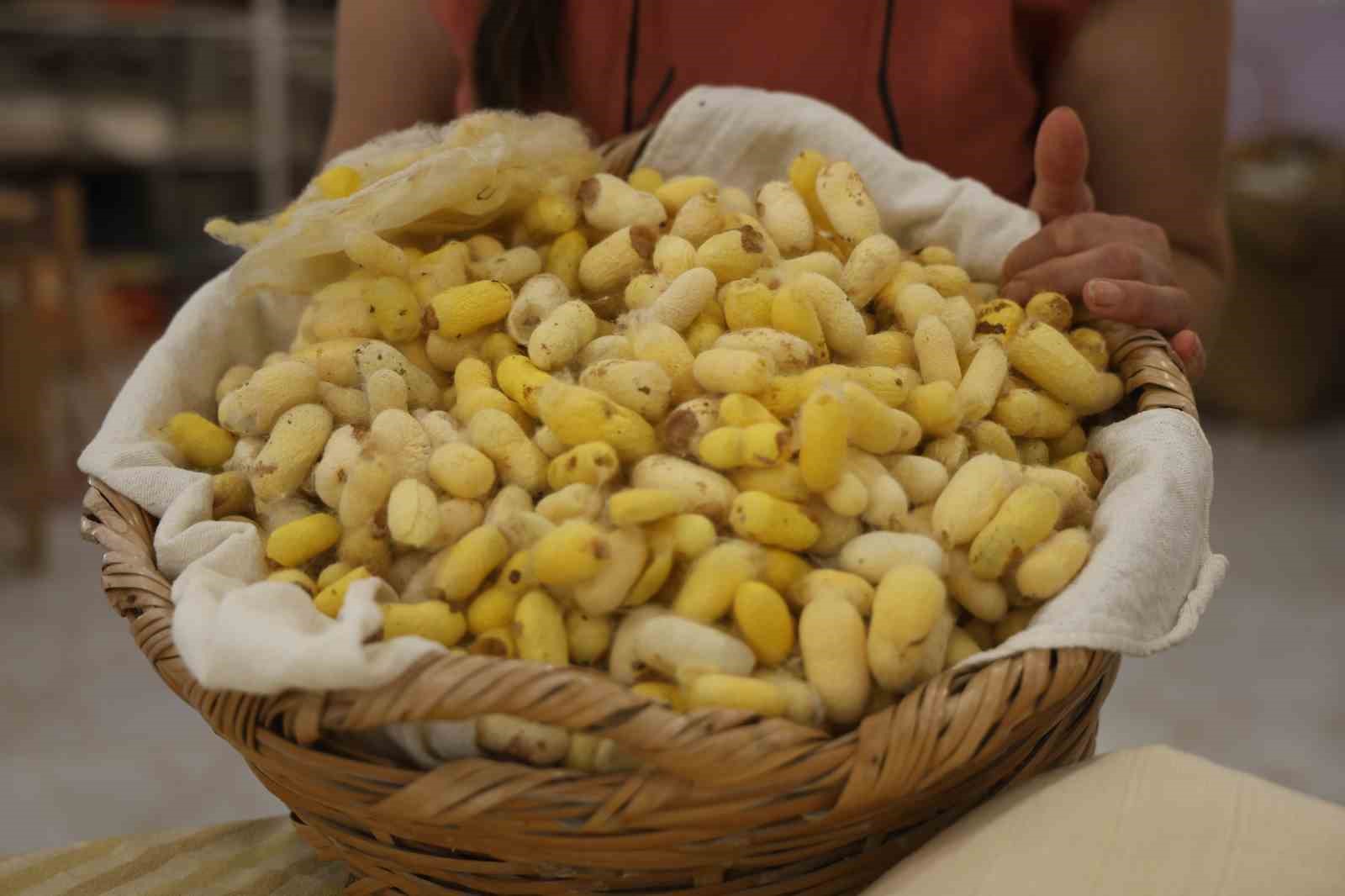 Tescilli ’Hatay Sarısı’nı yaşatmak için ömrünü adayan kadına "Yaşayan İnsan Hazinesi" ödülü
