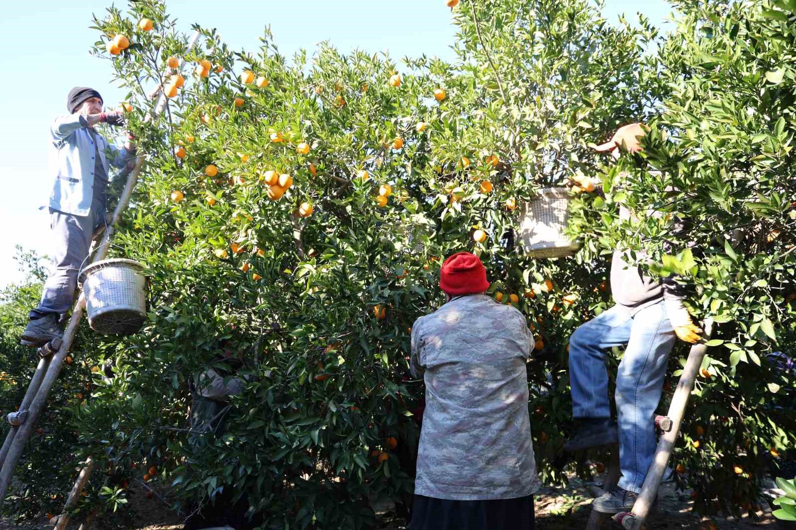 Tescilli Kozan portakalında hasat zamanı: Bahçede kilosu 10 TL

