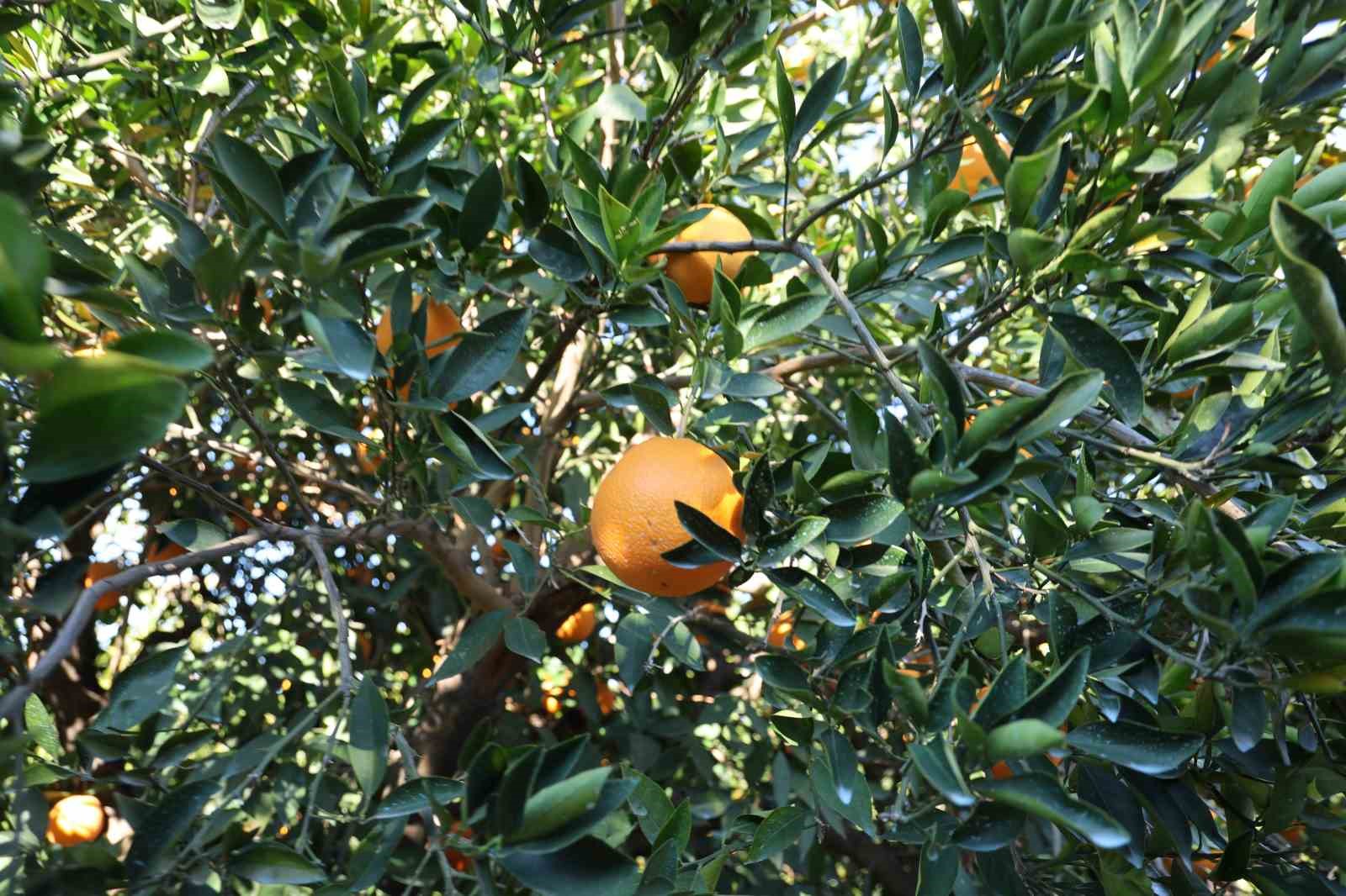 Tescilli Kozan portakalında hasat zamanı: Bahçede kilosu 10 TL
