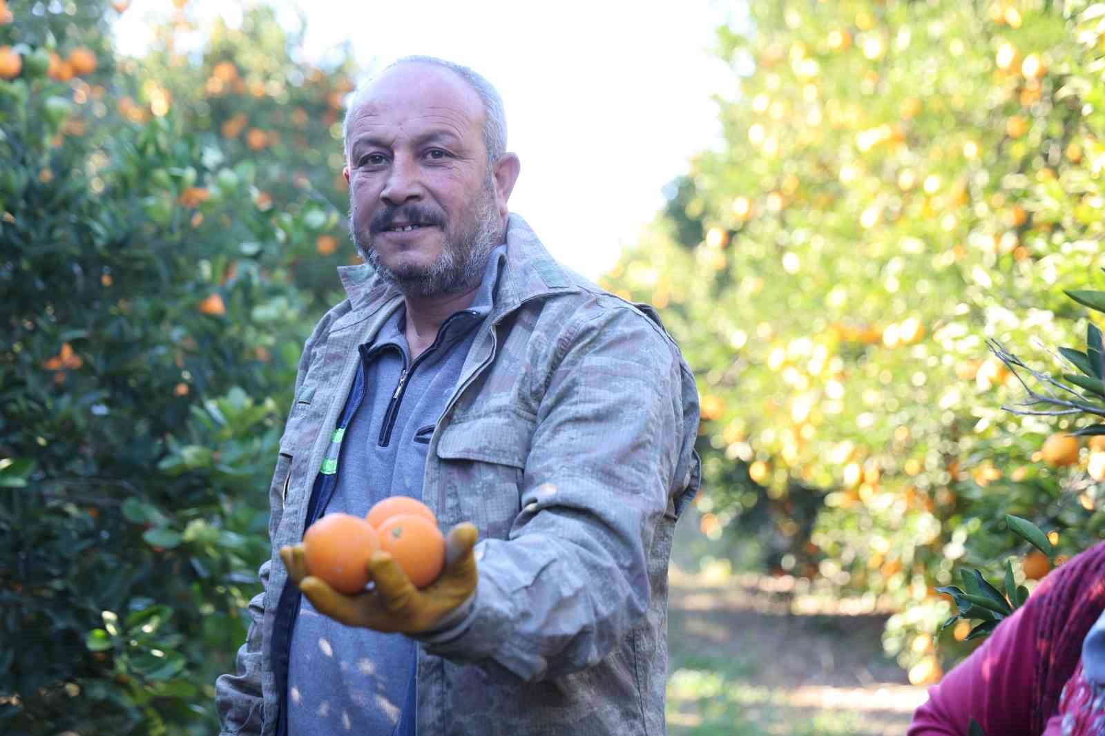 Tescilli Kozan portakalında hasat zamanı: Bahçede kilosu 10 TL
