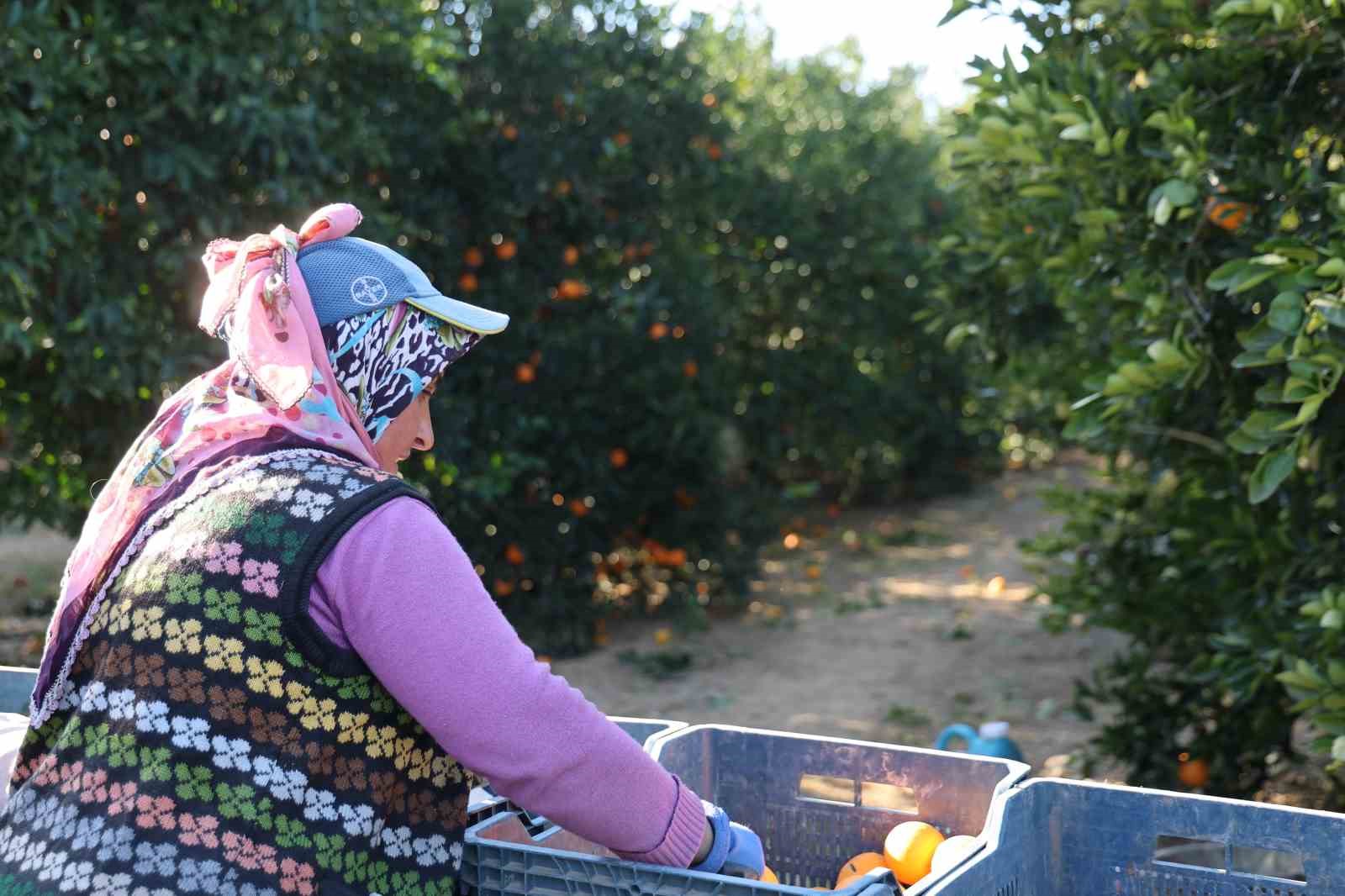 Tescilli Kozan portakalında hasat zamanı: Bahçede kilosu 10 TL
