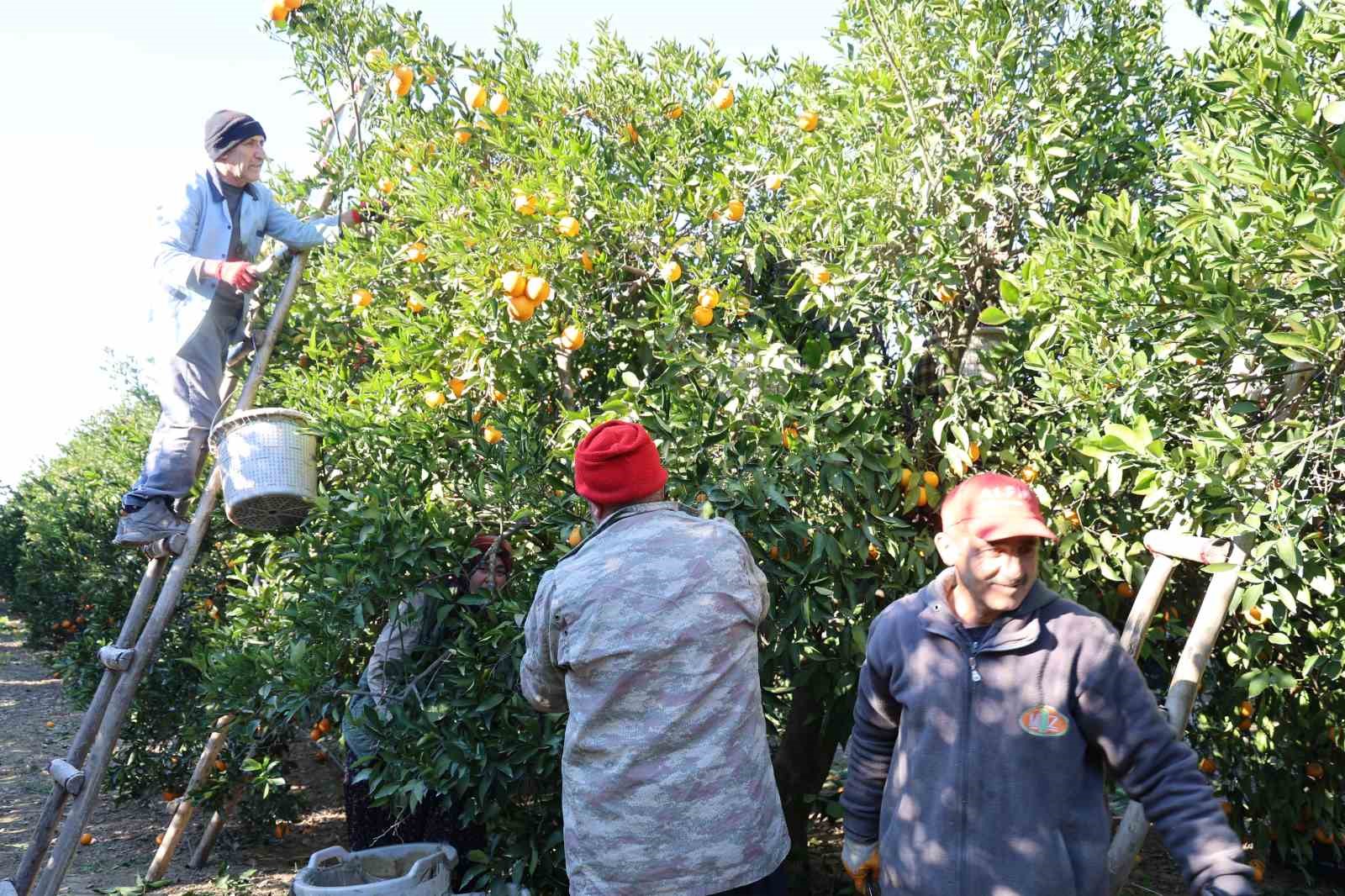 Tescilli Kozan portakalında hasat zamanı: Bahçede kilosu 10 TL
