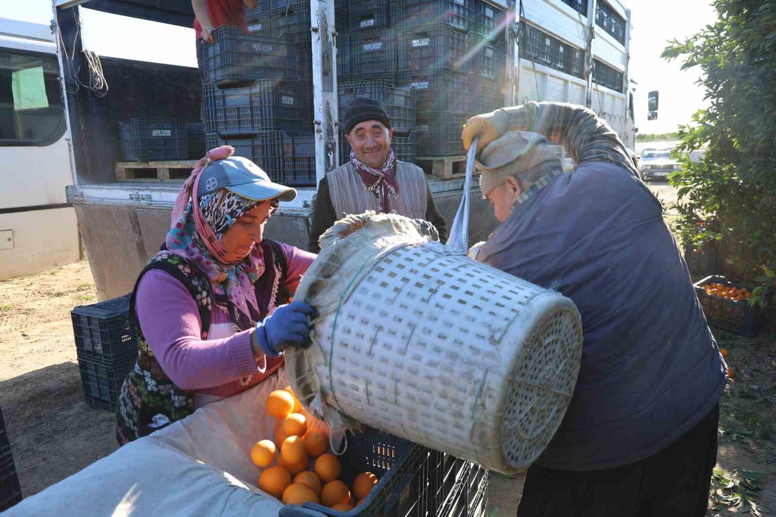 Tescilli Kozan portakalında hasat zamanı: Bahçede kilosu 10 TL
