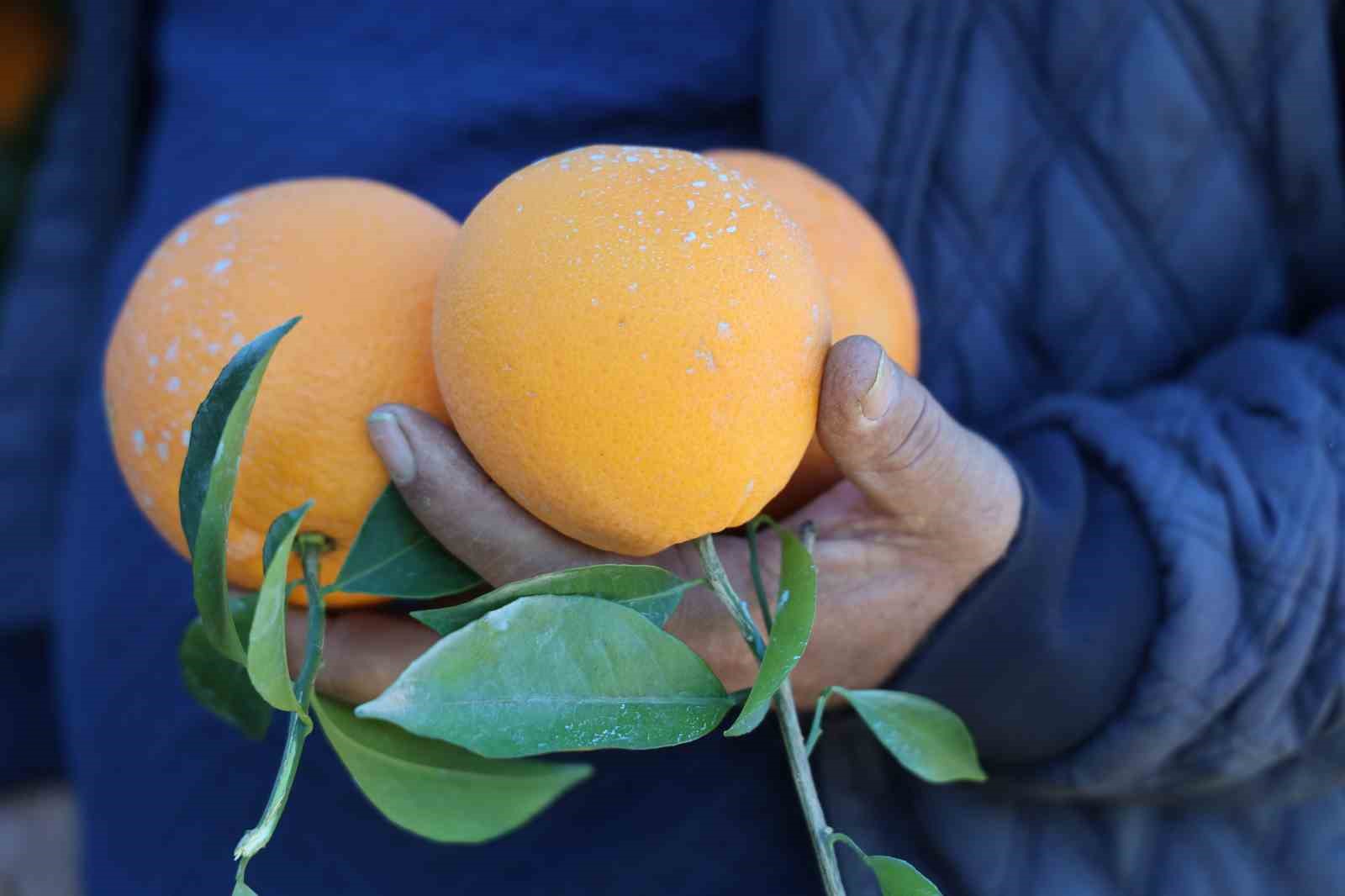 Tescilli Kozan portakalında hasat zamanı: Bahçede kilosu 10 TL
