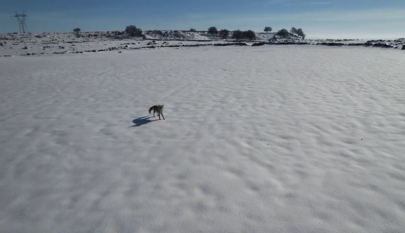 Tilki ile dronun eğlenceli mücadelesi kameraya yansıdı
