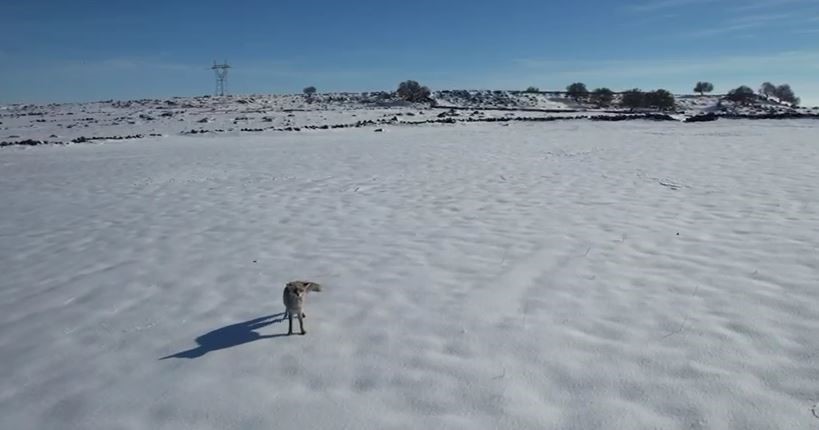 Tilki ile dronun eğlenceli mücadelesi kameraya yansıdı
