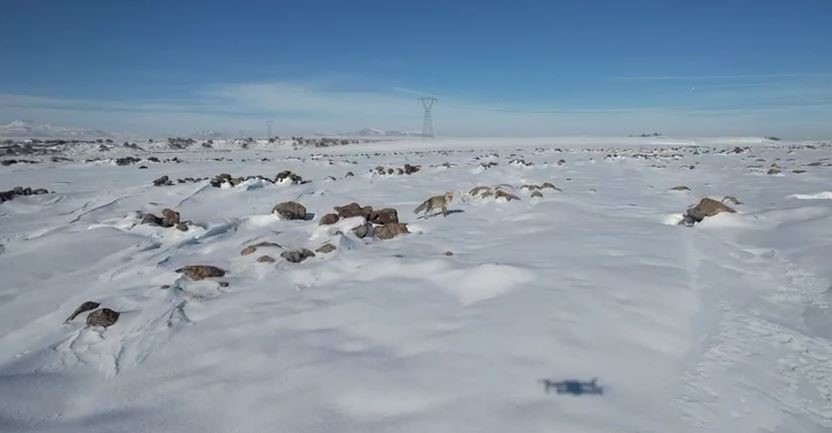 Tilki ile dronun eğlenceli mücadelesi kameraya yansıdı
