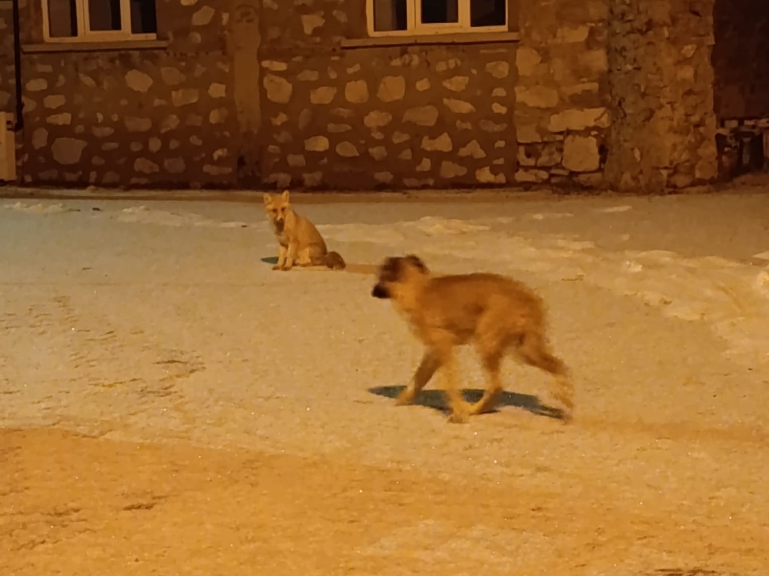 Tilki ile sokak köpeğinin dostluğu kameraya yansıdı
