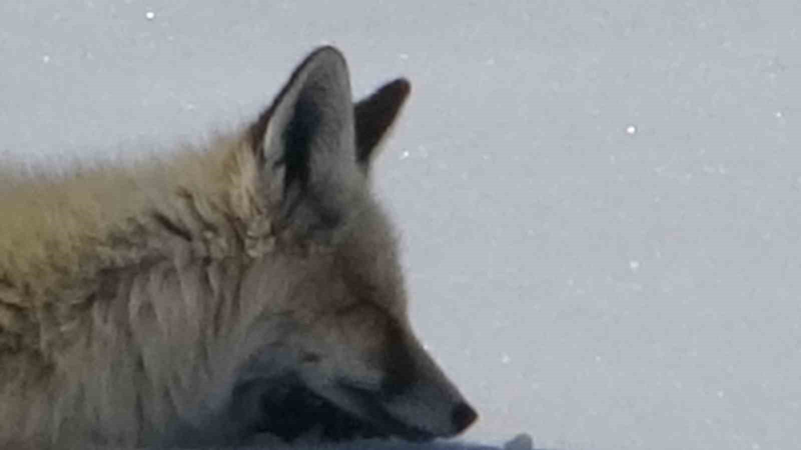 Tilki karla kaplı arazide dinlenirken görüntülendi
