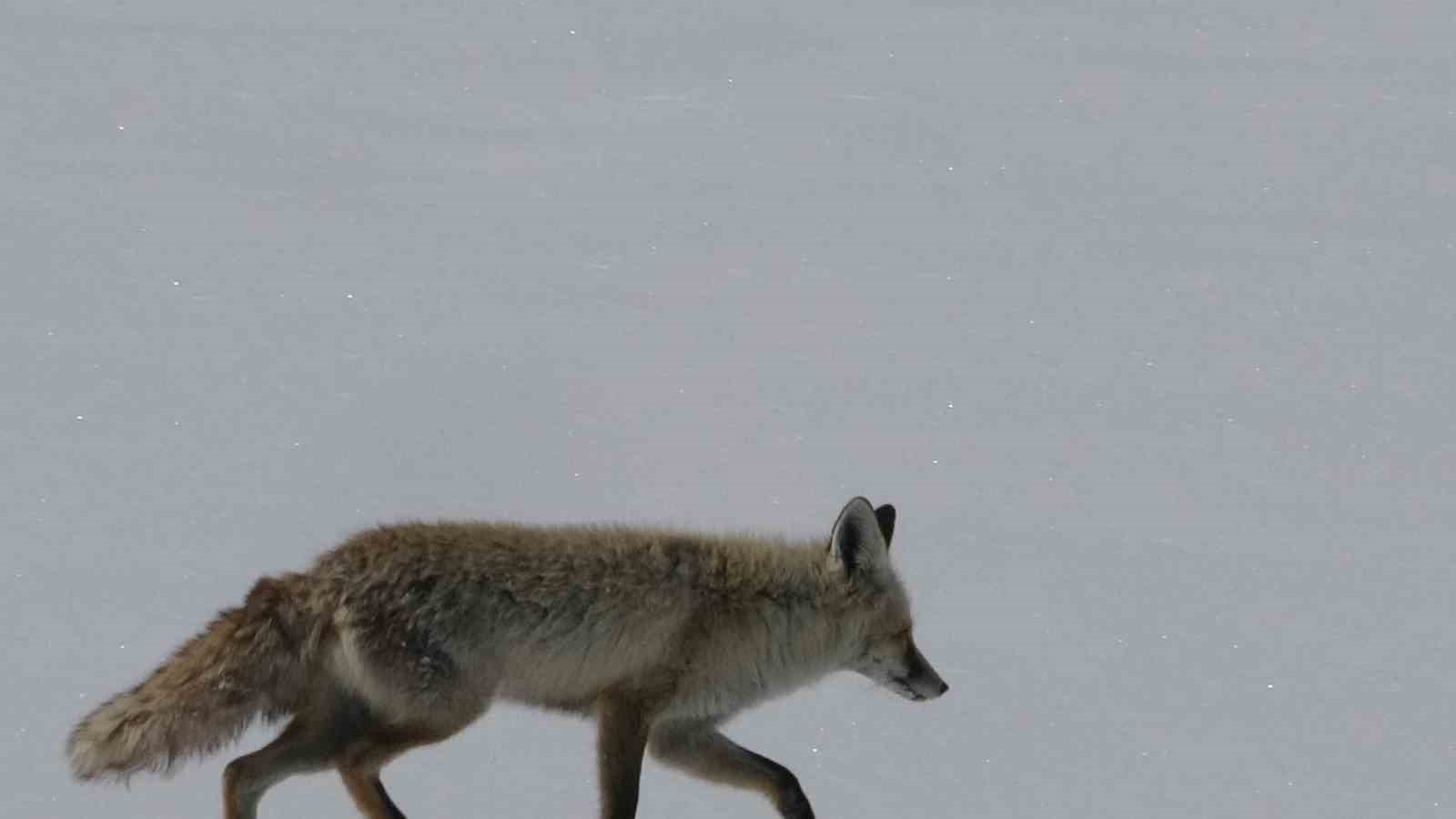 Tilki karla kaplı arazide dinlenirken görüntülendi
