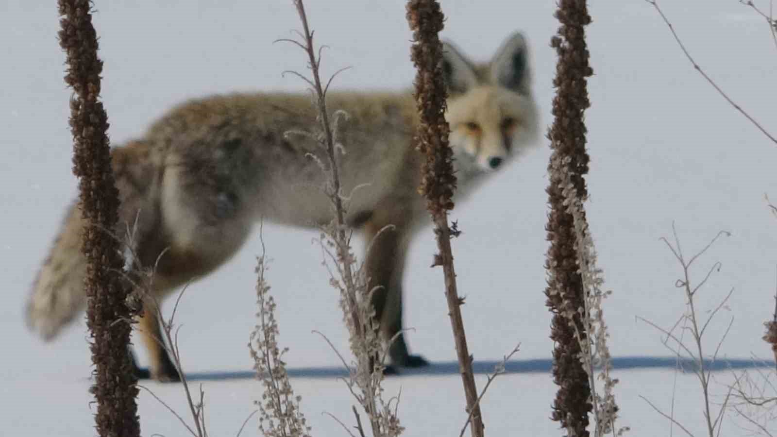 Tilki karla kaplı arazide dinlenirken görüntülendi
