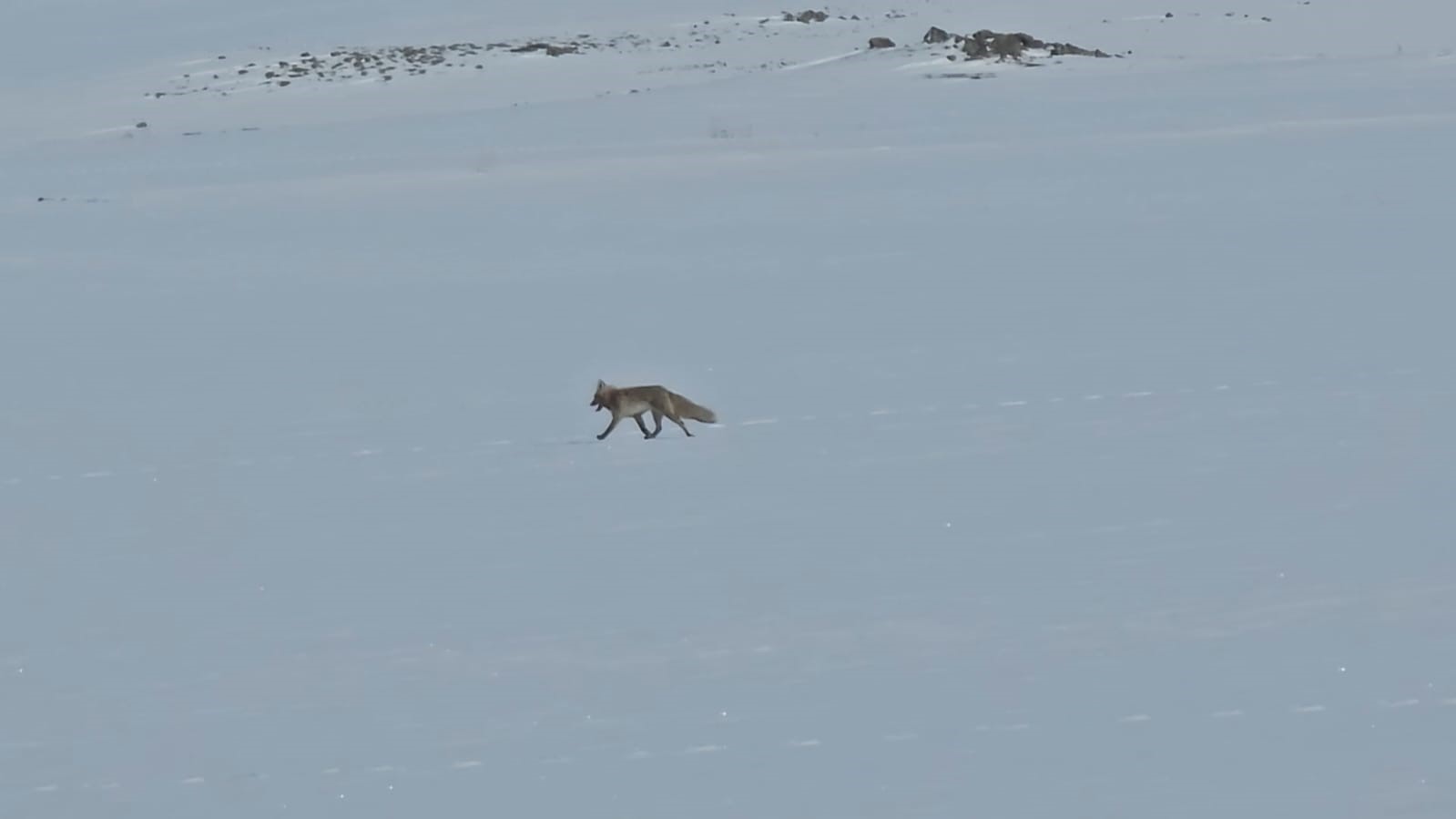 Tilkiler yol kenarında yiyecek aradı
