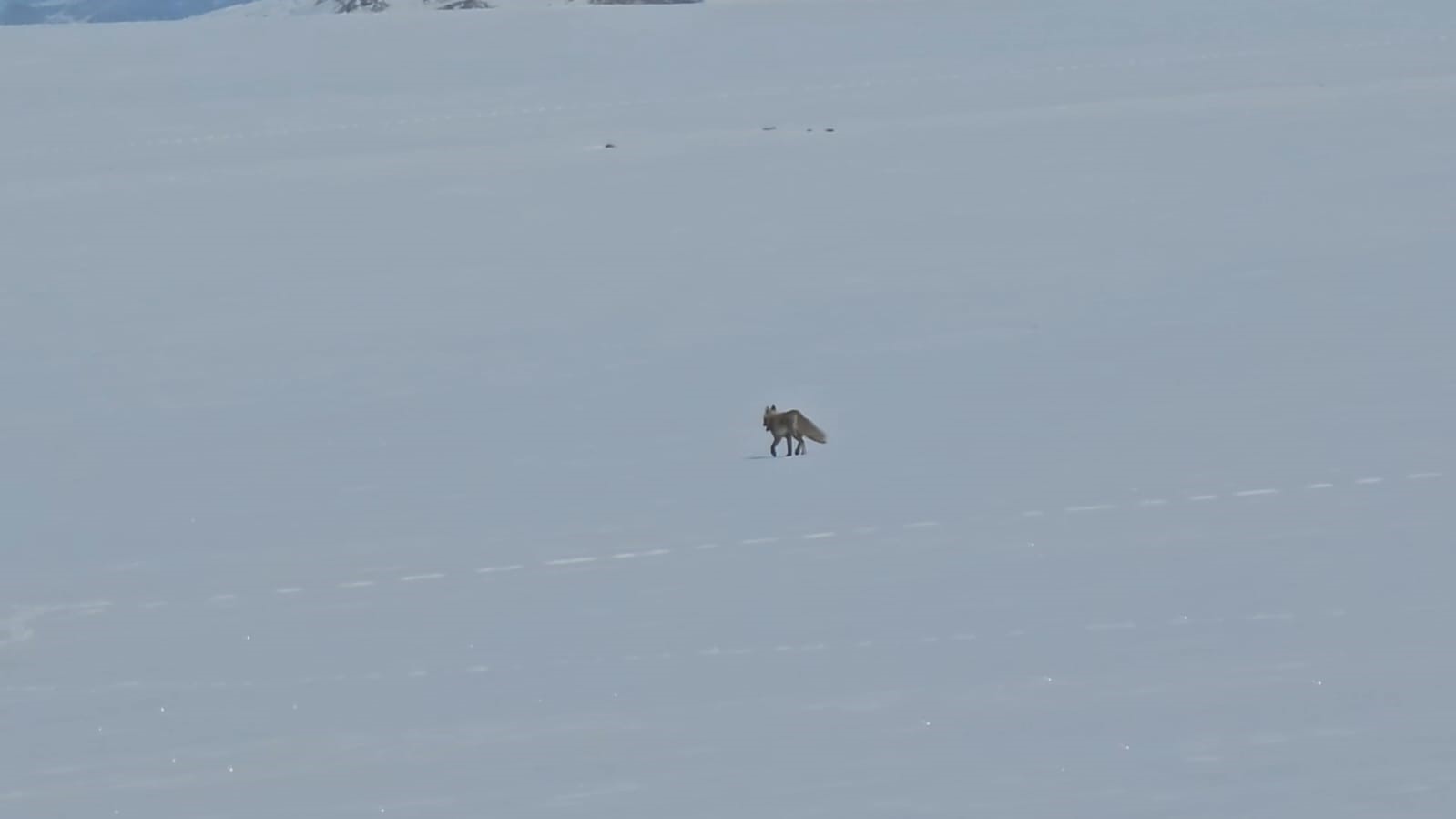 Tilkiler yol kenarında yiyecek aradı
