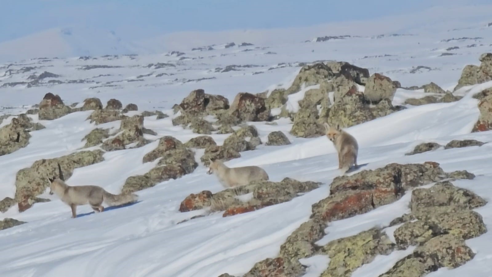 Tilkiler yol kenarında yiyecek aradı
