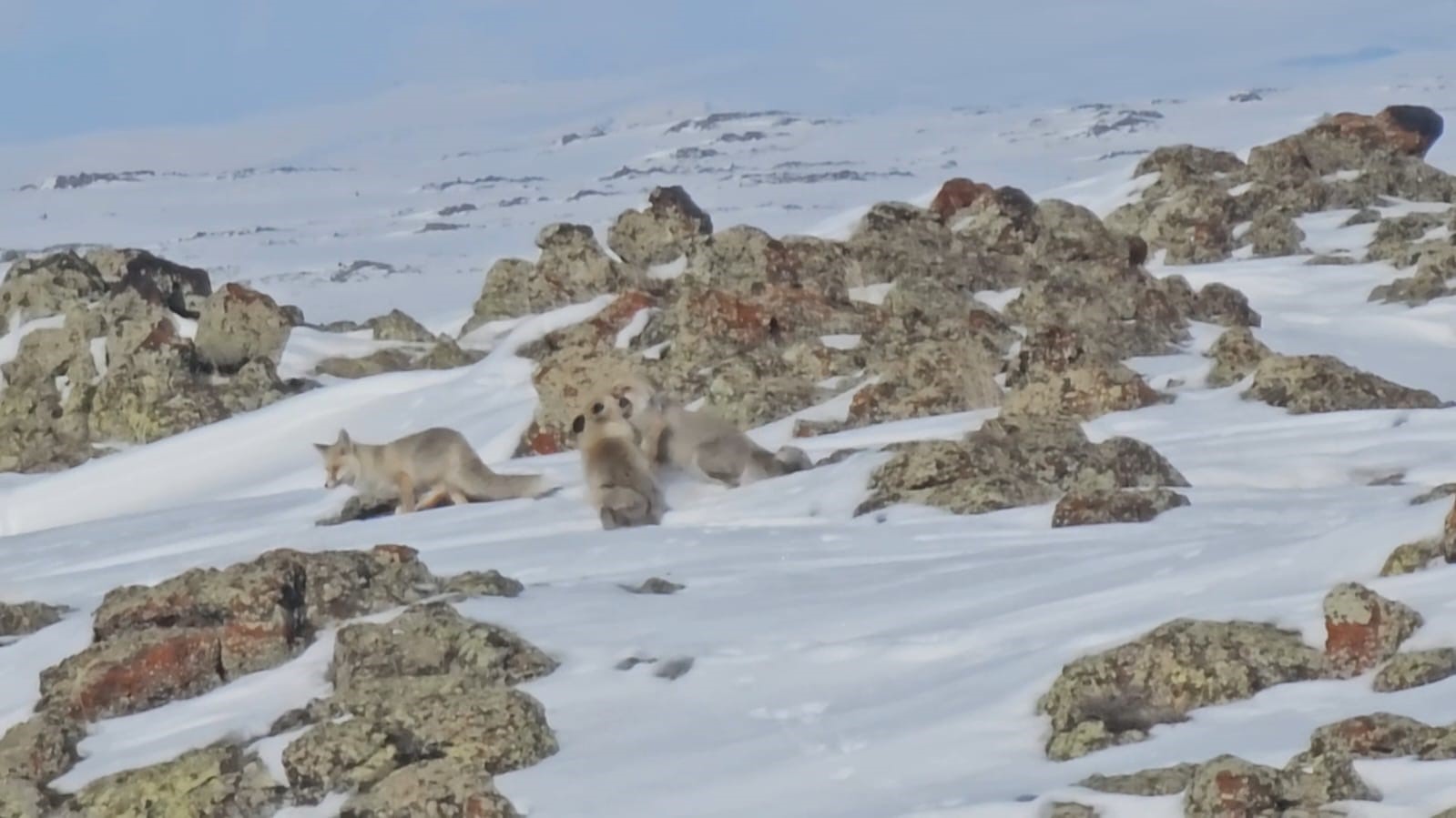 Tilkiler yol kenarında yiyecek aradı
