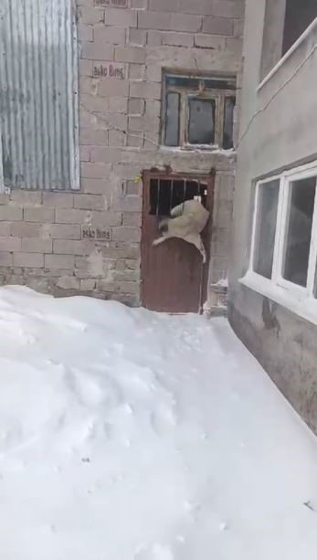 Tipide ahıra saklanan köpek kapıya sıkıştı
