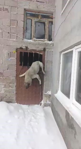 Tipide ahıra saklanan köpek kapıya sıkıştı
