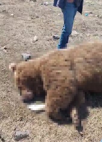 TIR’ın çarptığı boz ayı telef oldu
